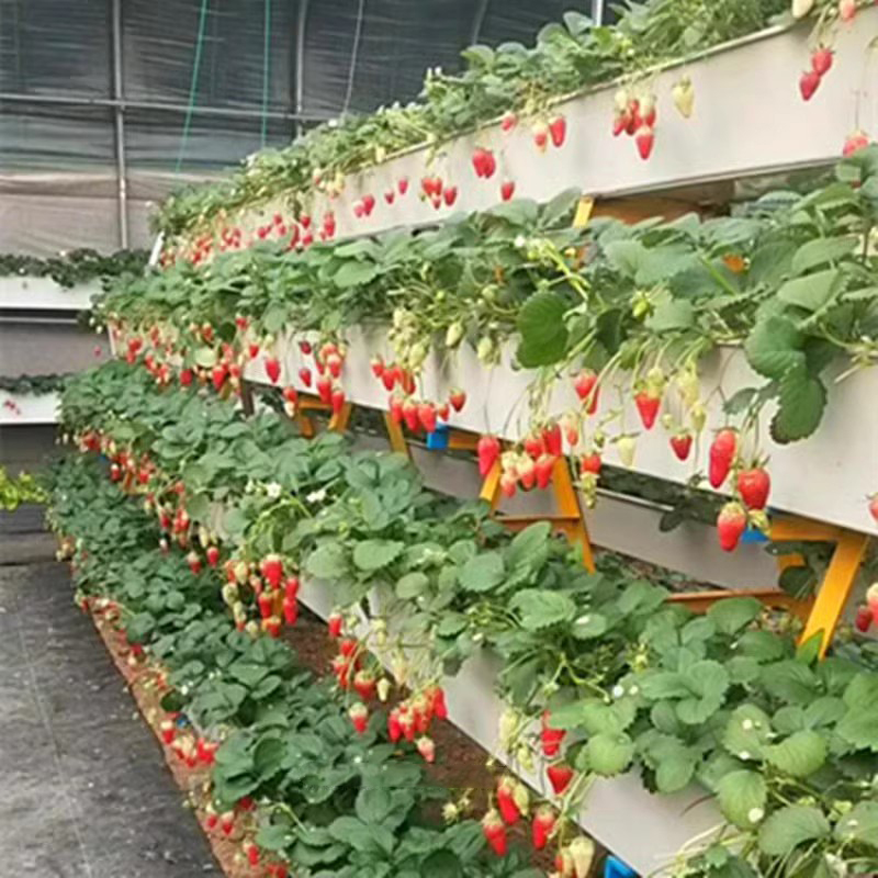 PVC planting trough soilless cultivation organic vegetable planting greenhouse China manufacturer